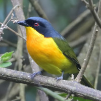 Black-fronted Bushshrike